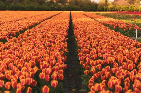 Reise Kreuzfahrt - Tulpenkreuzfahrt