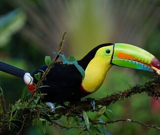 Karibik & Mittelamerika ab Jamaika