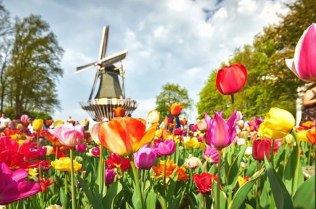 Reise Kreuzfahrt - Blumen und Grachten