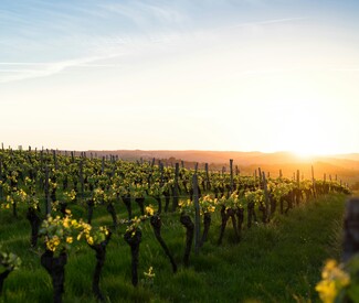 Spektakuläre Weinberge