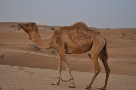 Reise Kreuzfahrt - Orient ab Dubai