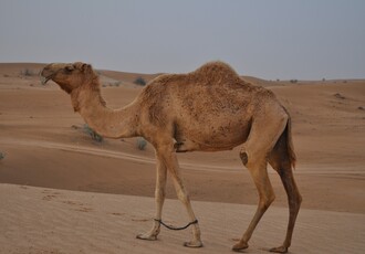 Reise Kreuzfahrt - Orient ab Dubai