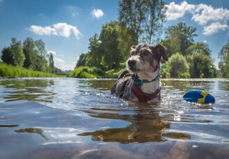 Reise Kreuzfahrt - Flusskreuzfahrt mit Hund ab Köln Kurs Niederlande