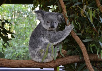 Reise Kreuzfahrt - Australien - Neuseeland