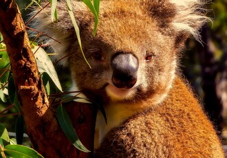  - Australien - Asien - Mittelmeer