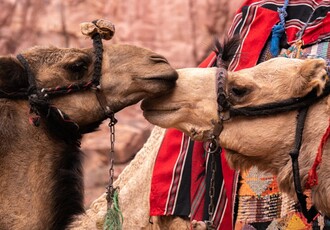 Reise Kreuzfahrt - Ägypten, das Rote Meer u. Saudi Arabien