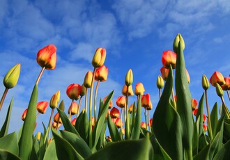  - Blumenparadies Holland