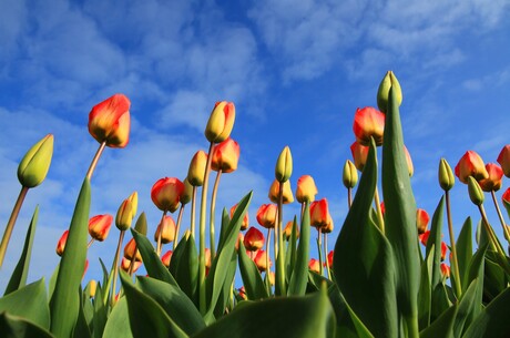  - Blumenparadies Holland