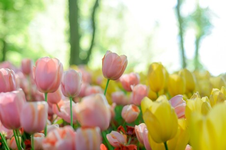  - Ein Tulpenmeer für die Sinne