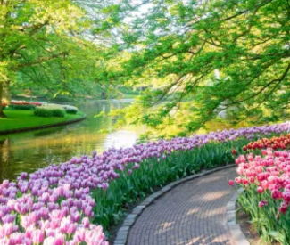 Ein Blütenmeer für die Sinne