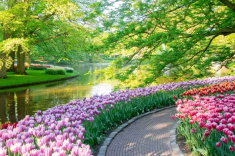 Reise Kreuzfahrt - Ein Blütenmeer für die Sinne